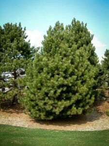 Сосна Чёрная (Pinus Nigra) купить по цене от 270.00р. в интернет-магазине «Посадика» с доставкой почтой в в Алзамае и по всей России – [изображение №1].