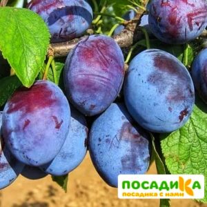 Слива Чачакская ранняя купить по цене от 229.00р. в интернет-магазине «Посадика» с доставкой почтой в в Алзамае и по всей России – [изображение №1].