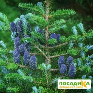 Пихта корейская (Abies koreana) купить по цене от 450.00р. в интернет-магазине «Посадика» с доставкой почтой в в Алзамае и по всей России – [изображение №1].