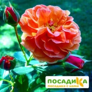 Роза Арабия купить по цене от 350.00р. в интернет-магазине «Посадика» с доставкой почтой в в Алзамае и по всей России – [изображение №1].