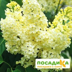 Сирень Примроуз (Primrose) купить по цене от 529.00р. в интернет-магазине «Посадика» с доставкой почтой в в Алзамае и по всей России – [изображение №1].