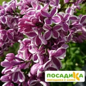 Сирень Сенсация купить по цене от 529.00р. в интернет-магазине «Посадика» с доставкой почтой в в Алзамае и по всей России – [изображение №1].