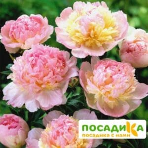 Пион Распберри Сандей (Paeonia Raspberry Sundae) купить по цене от 959р. в интернет-магазине «Посадика» с доставкой почтой в в Алзамае и по всей России – [изображение №1].