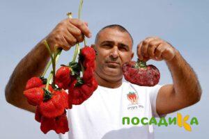 Клубника Гигант Джорнея купить по цене от 266р. в интернет-магазине «Посадика» с доставкой почтой в в Алзамае и по всей России – [изображение №1].