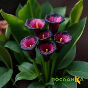 Калла Аура Лейс купить по цене от 400р. в интернет-магазине «Посадика» с доставкой почтой в в Алзамае и по всей России – [изображение №1].
