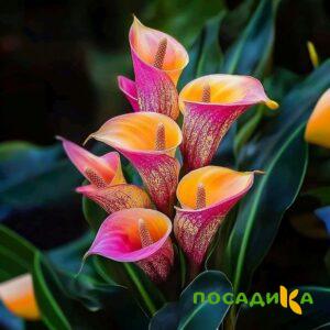 Калла Оникс купить по цене от 450р. в интернет-магазине «Посадика» с доставкой почтой в в Алзамае и по всей России – [изображение №1].