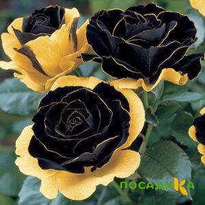 Роза Ханни Сикл купить по цене от 700р. в интернет-магазине «Посадика» с доставкой почтой в в Алзамае и по всей России – [изображение №1].