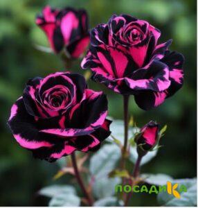 Роза Багровый Шепот купить по цене от 366р. в интернет-магазине «Посадика» с доставкой почтой в в Алзамае и по всей России – [изображение №1].