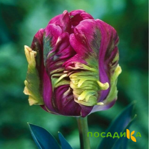 Тюльпан Экзотик Хэвен купить по цене от 186р. в интернет-магазине «Посадика» с доставкой почтой в в Алзамае и по всей России – [изображение №1].