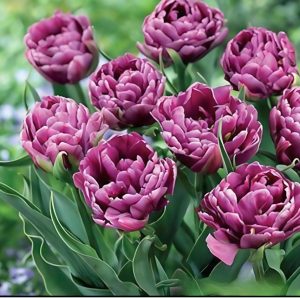 Тюльпан Айс Крим купить по цене от 430р. в интернет-магазине «Посадика» с доставкой почтой в в Алзамае и по всей России – [изображение №1].