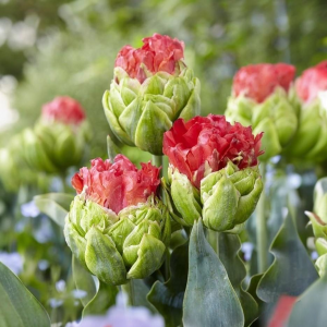 Тюльпан Бычий Глаз купить по цене от 275р. в интернет-магазине «Посадика» с доставкой почтой в в Алзамае и по всей России – [изображение №1].