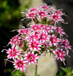 Флокс Метельчатый Путь купить по цене от 456р. в интернет-магазине «Посадика» с доставкой почтой в в Алзамае и по всей России – [изображение №1].