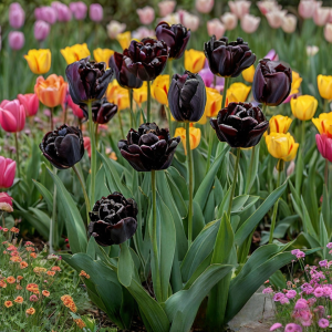 Тюльпан махровый Рейдинс Дарк купить по цене от 230р. в интернет-магазине «Посадика» с доставкой почтой в в Алзамае и по всей России – [изображение №1].