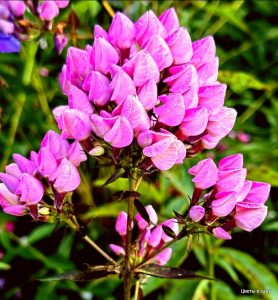 Флокс Бутоник купить по цене от 461р. в интернет-магазине «Посадика» с доставкой почтой в в Алзамае и по всей России – [изображение №1].