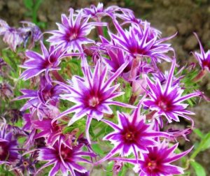 Флокс Звездное Кружево купить по цене от 361р. в интернет-магазине «Посадика» с доставкой почтой в в Алзамае и по всей России – [изображение №1].