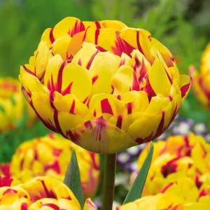 Тюльпан махровый Голден Ницц купить по цене от 361р. в интернет-магазине «Посадика» с доставкой почтой в в Алзамае и по всей России – [изображение №1].