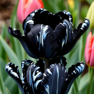 Тюльпан Шелк Нуар купить по цене от 219р. в интернет-магазине «Посадика» с доставкой почтой в в Алзамае и по всей России – [изображение №1].