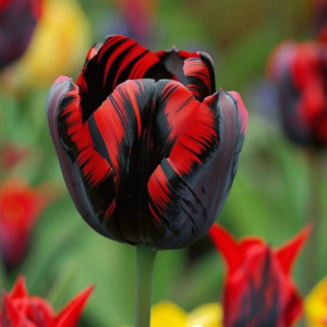 Тюльпан Блэк Перрот купить по цене от 351р. в интернет-магазине «Посадика» с доставкой почтой в в Алзамае и по всей России – [изображение №1].