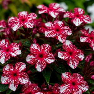 Флокс Ливер Гриммер купить по цене от 590р. в интернет-магазине «Посадика» с доставкой почтой в в Алзамае и по всей России – [изображение №1].