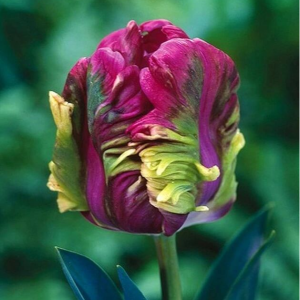 Тюльпан Экзотик Хэвен купить по цене от 186р. в интернет-магазине «Посадика» с доставкой почтой в в Алзамае и по всей России – [изображение №1].